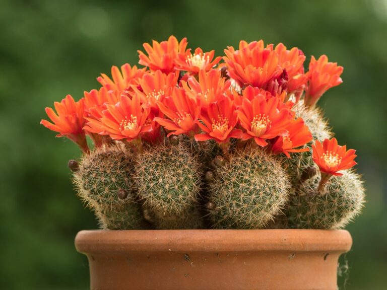 How To Care For Flowering Cactus Varieties Houseplant Central