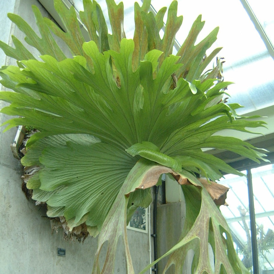 Platycerium Bifurcatum Growing And Caring For Staghorn Fern