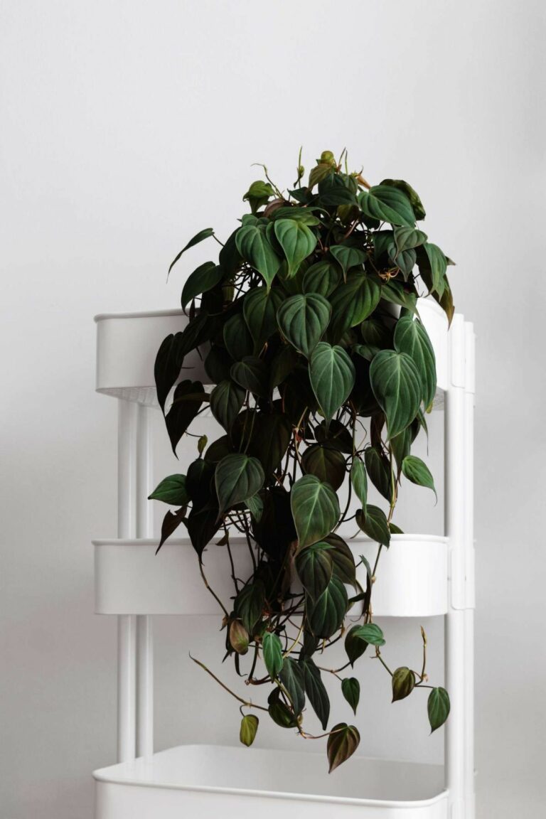 12 Indoor Vine Plants You Should Grow In Your Homes