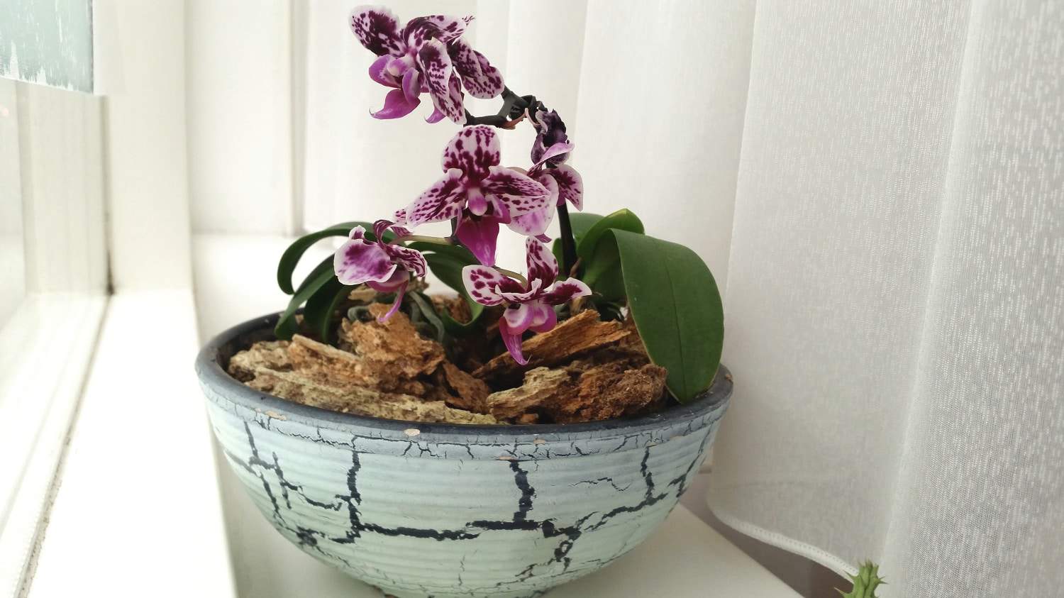 Mottled light pink and dark purple mini Phalaenopsis orchid flowers Guide to caring for Phalaenopsis orchids