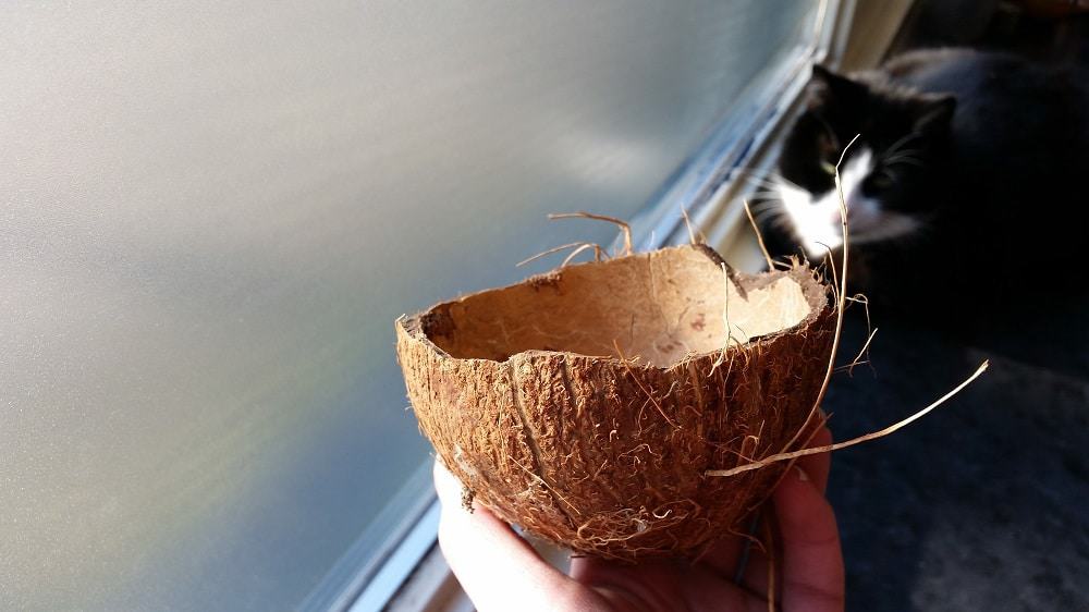 Coconut hanging planter