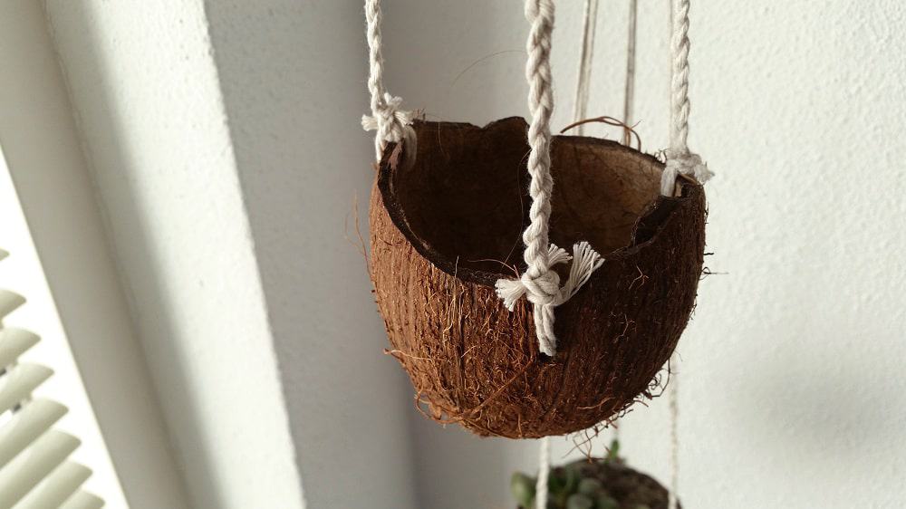 hanging coconut planter