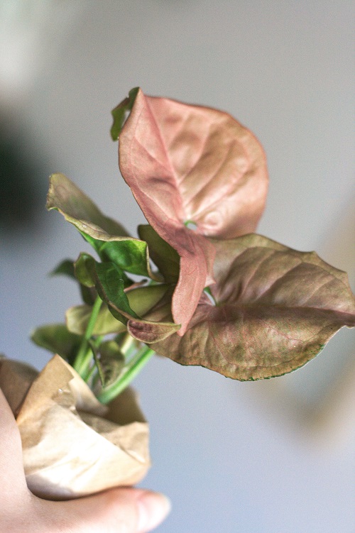 Pink arrowhead plant (Syngonium podophyllum 'Neon Robusta')
