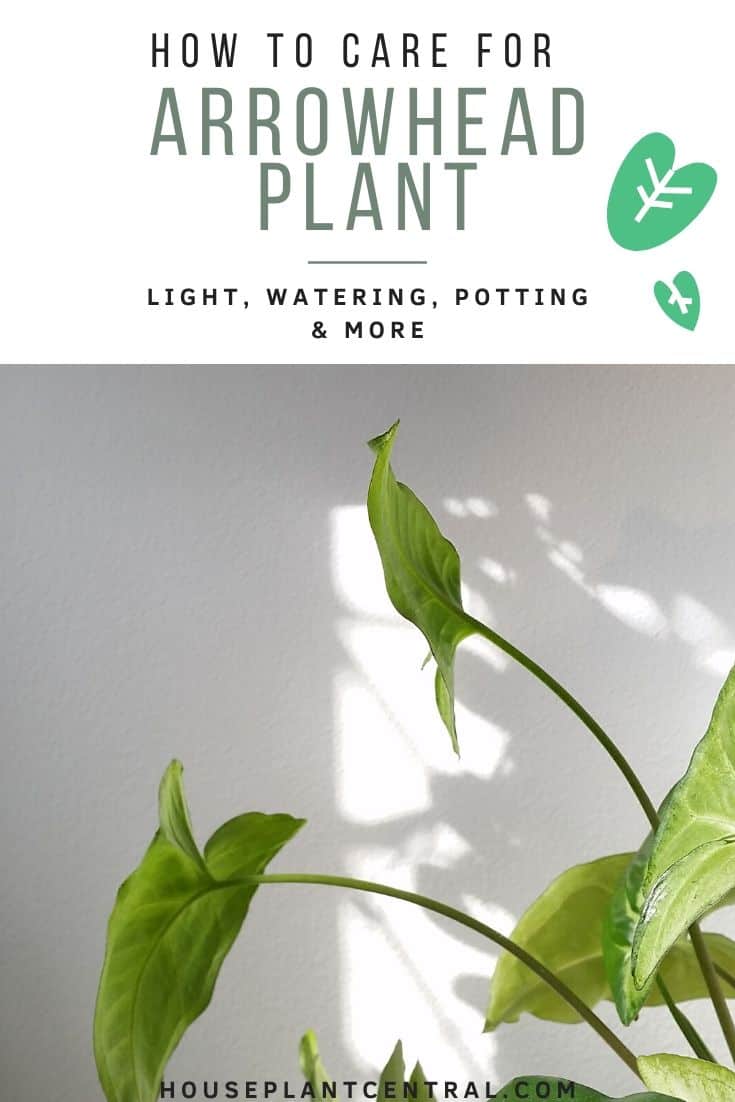Syngonium podophyllum houseplant leaves against white wall | Full arrowhead plant care guide.