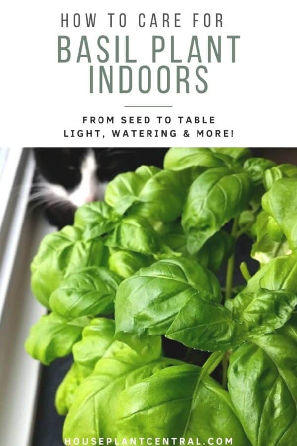 How to care for basil plants Indoors! Houseplant Central