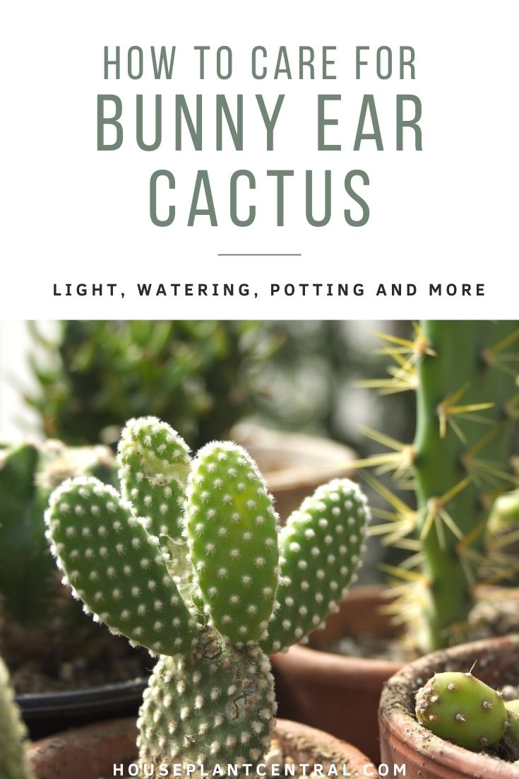 Opuntia microdasys or bunny ear cactus | Full care guide