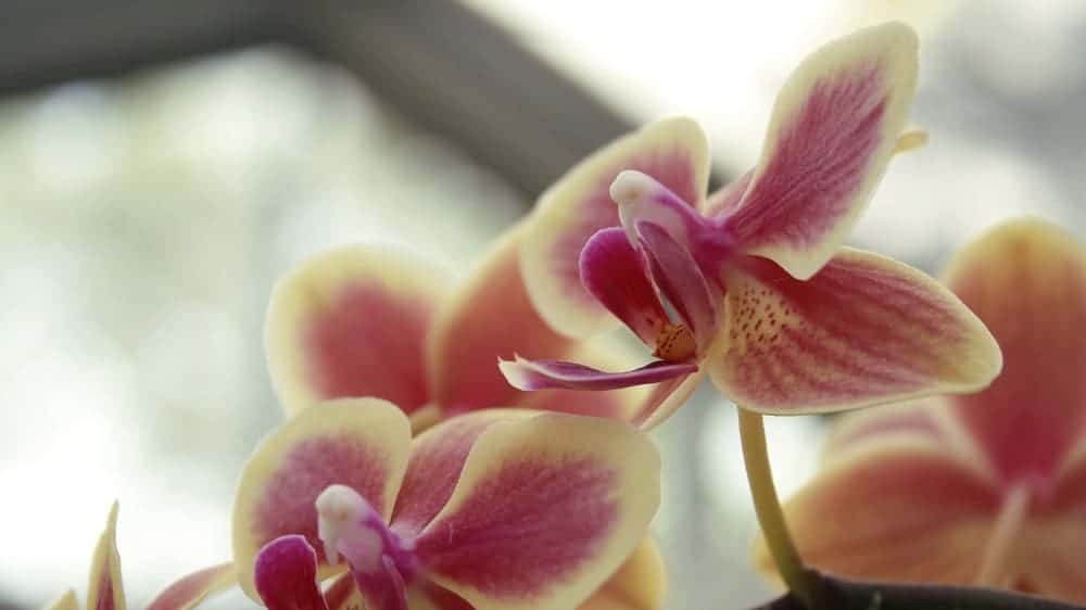 Cream and pink Phalaenopsis orchids | Guide to caring for Phalaenopsis orchids