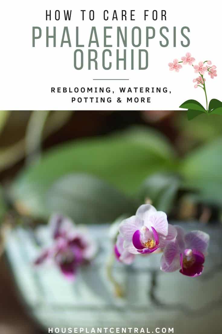 Light pink mini Phalaenopsis orchid flowers | Guide to caring for Phalaenopsis orchids
