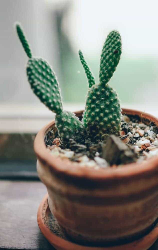 Bunny ears cactus in ceramic planter