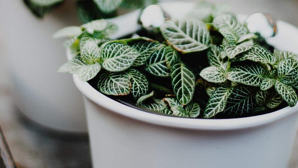 Grow the beauttiful Fittonia in your own home! #houseplants #indoorgardening