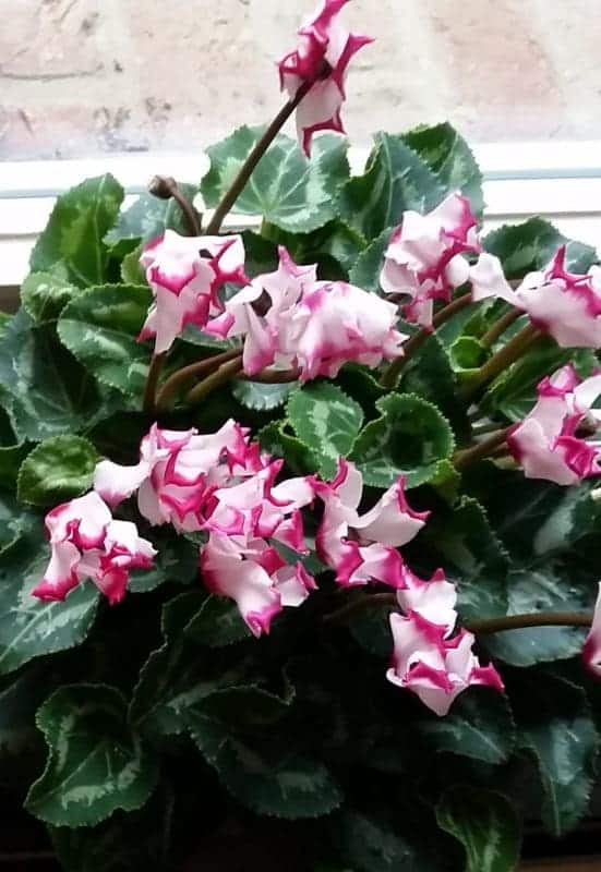 Cyclamen care Houseplant Central