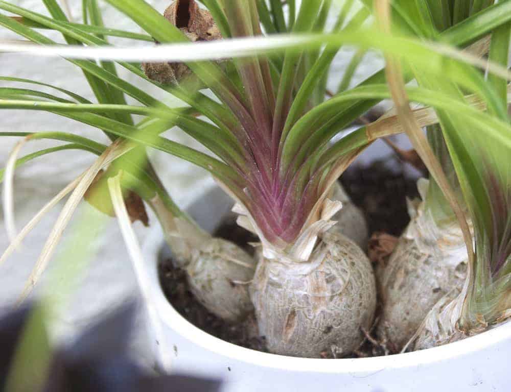 Beaucarnea recurvata (ponytail palm)