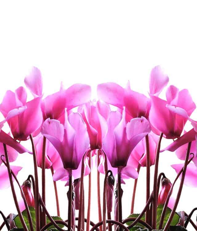 Pink flowers of Cyclamen houseplant on white background