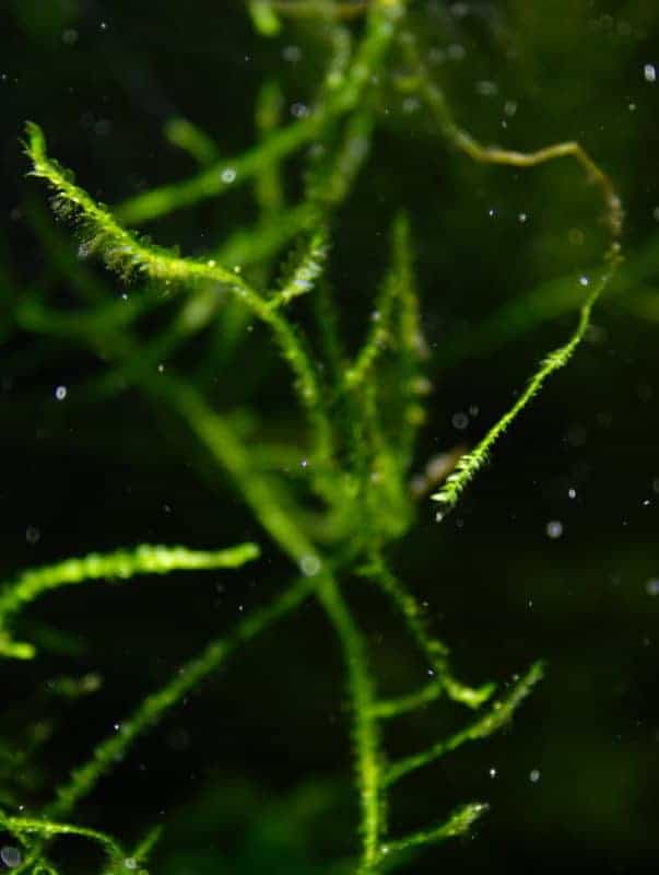 Java moss for the #aquarium