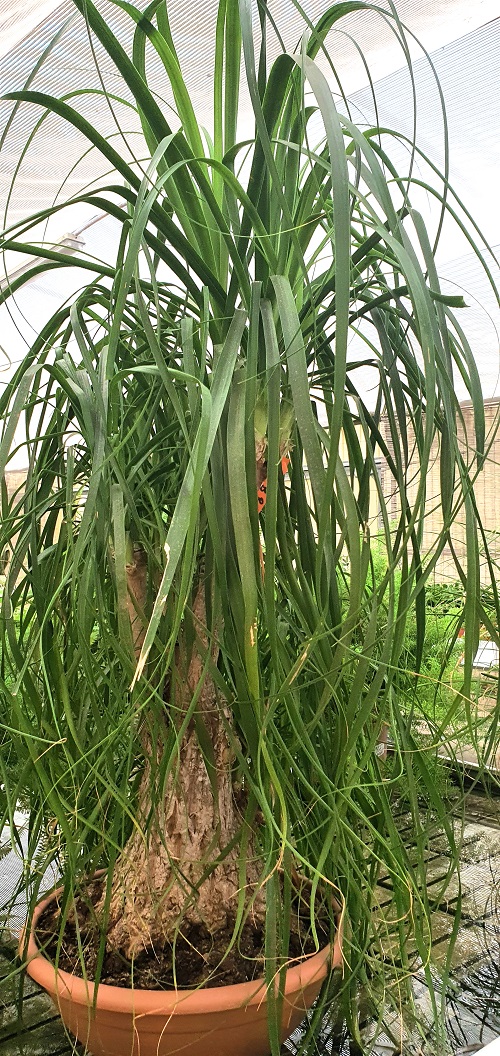 Ponytail palm, a popular succulent houseplant.