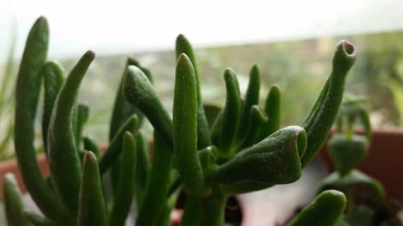 Suculenta del género Crassula