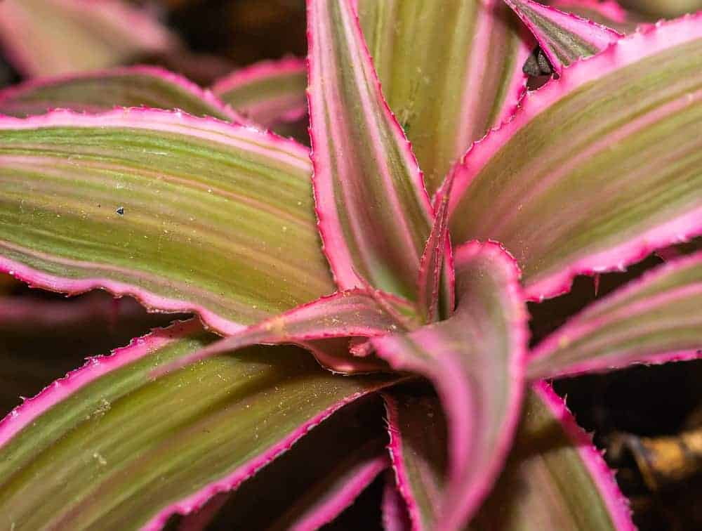 Bright pink and green Cryptanthus Bromeliad houseplant close-up