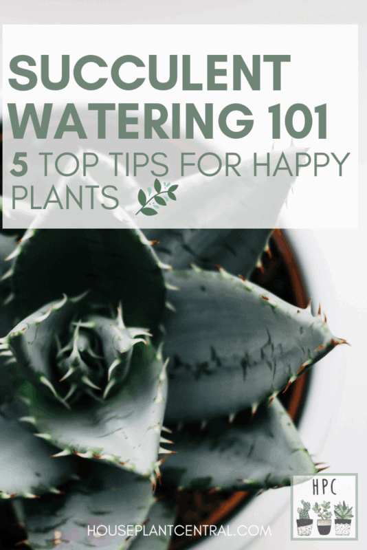 Close up of a succulent | 5 tips for watering succulents