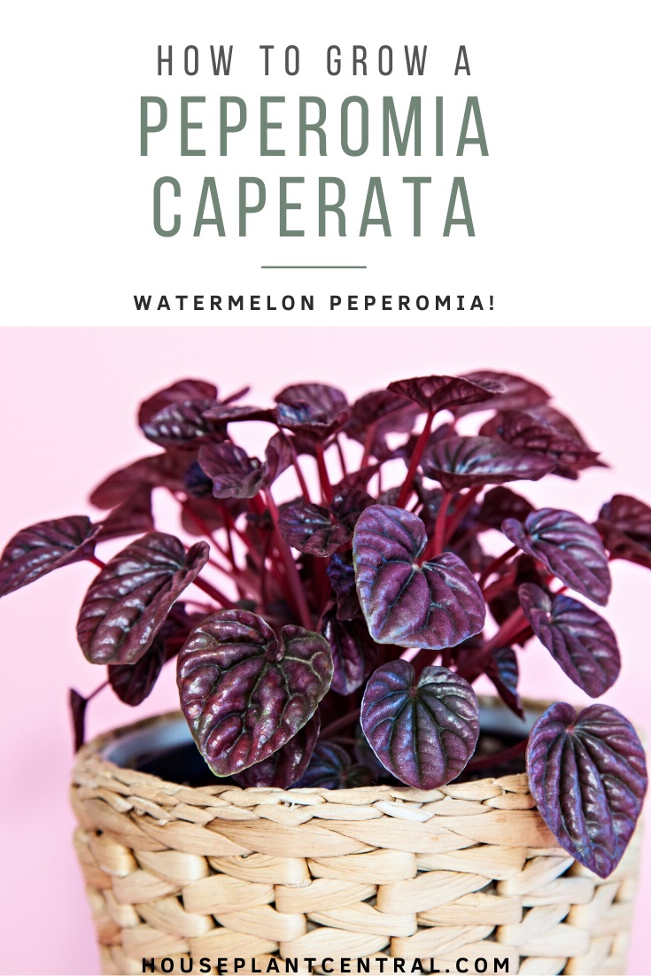 Deep purple shiny leaves of Peperomia caperata houseplant on pink background | Full Peperomia caperata care guide