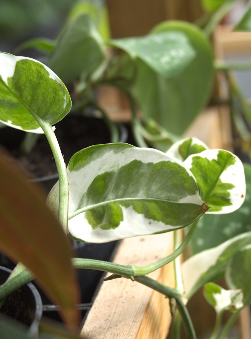 Pothos 'N'Joy', a cultivar of Epipremnum aureum, a popular houseplant.