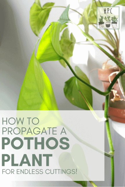 Propagating Pothos | Epipremnum aureum | Houseplant Central