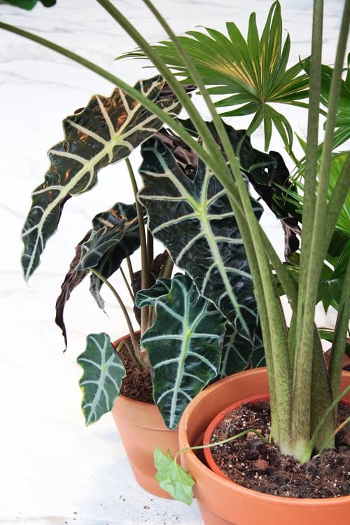 Alocasia amazonica houseplant and other plants.