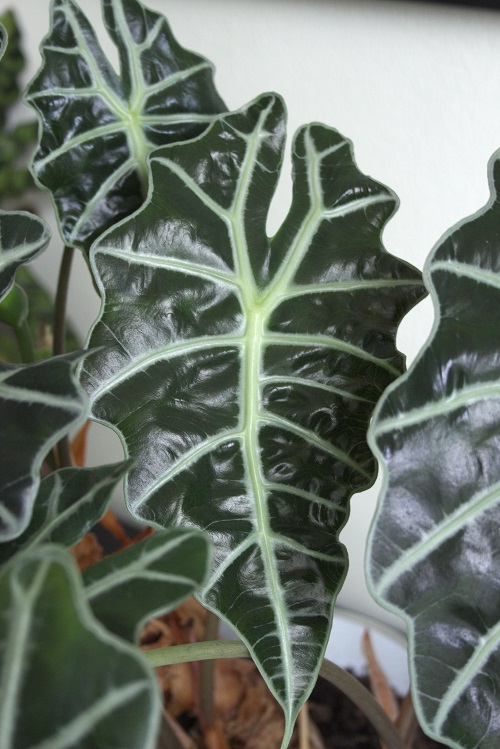 Alocasia x amazonica houseplant