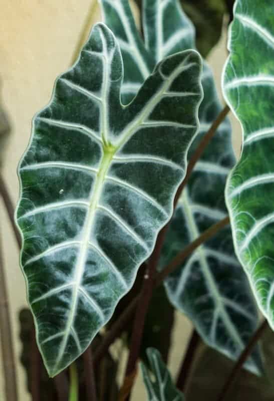Planta de interior Alocasia amazonica