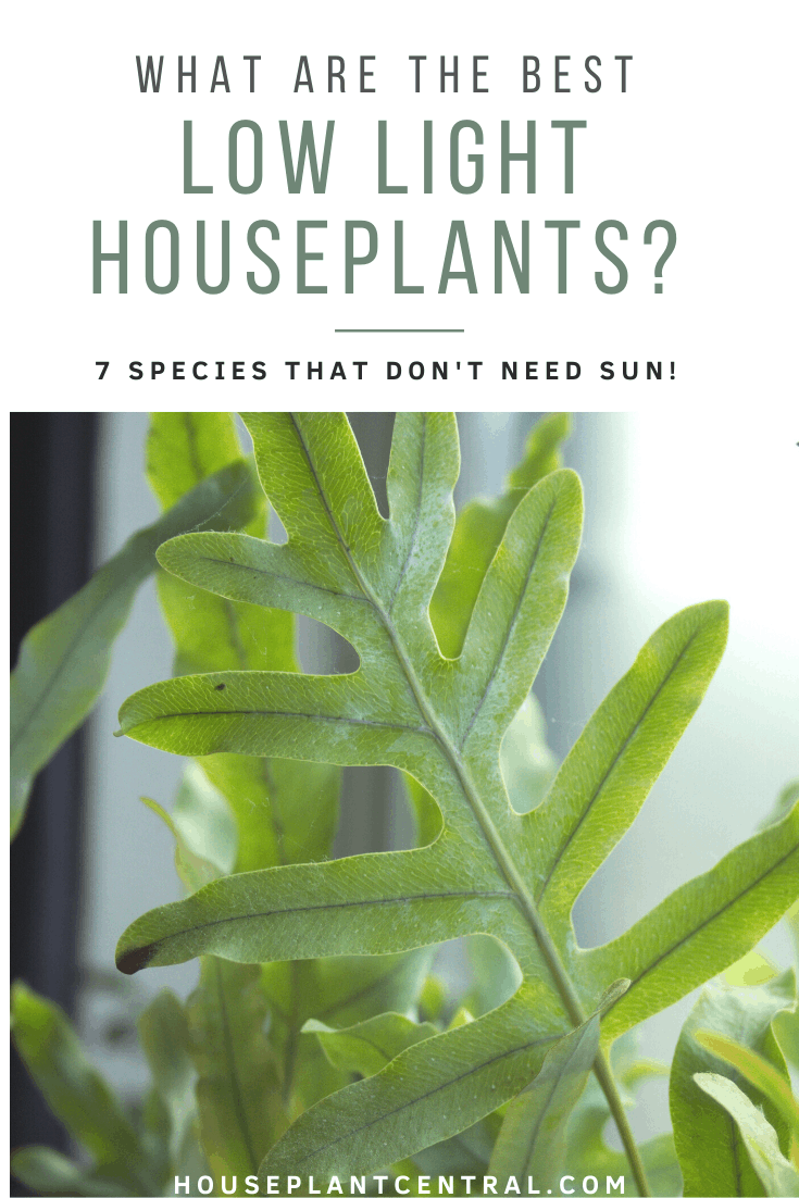 Close-up of blue star fern houseplant frond | List of 8 low light houseplants