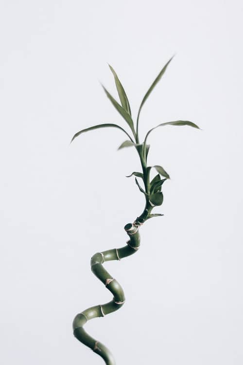 Dracaena sanderiana (bambú de la suerte)