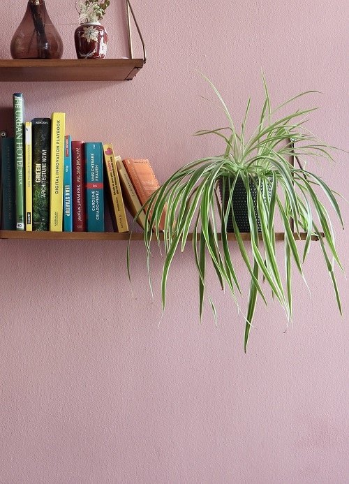 Spider plant houseplant (Chlorophytum comosum)