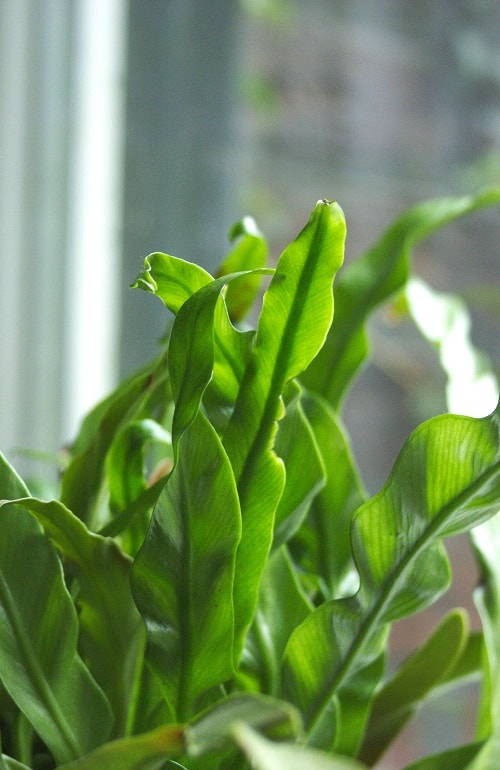 Helecho nido de pájaro (Asplenium)