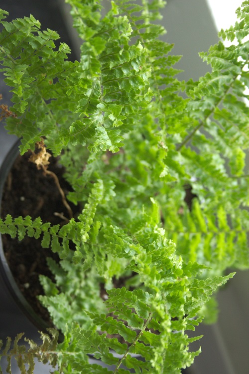 Nephrolepis exaltata, a common houseplant also known as Boston fern.