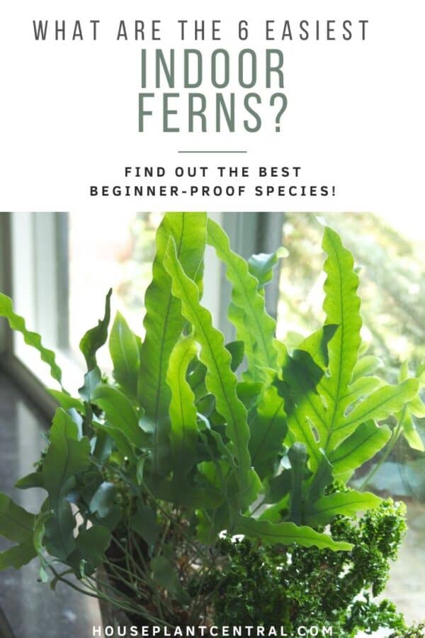 Types of Ferns With Pictures