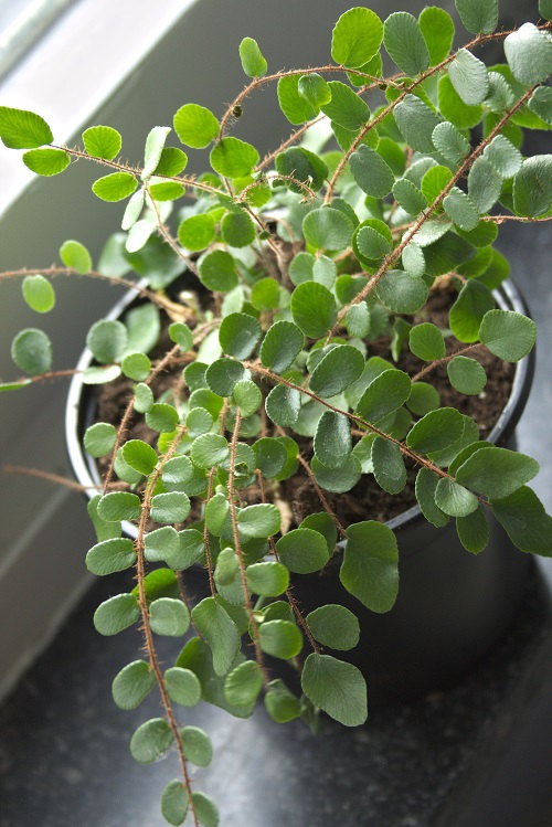 Button fern (Pellaea rotundifolia) houseplant.