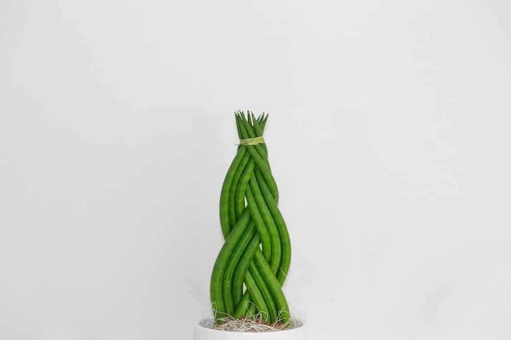 Braided Sansevieria cylindrica succulent houseplant on white background.