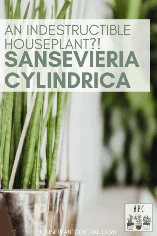 Sansevieria cylindrica planted in shiny silver pot | Full Sansevieria cylindrica care guide