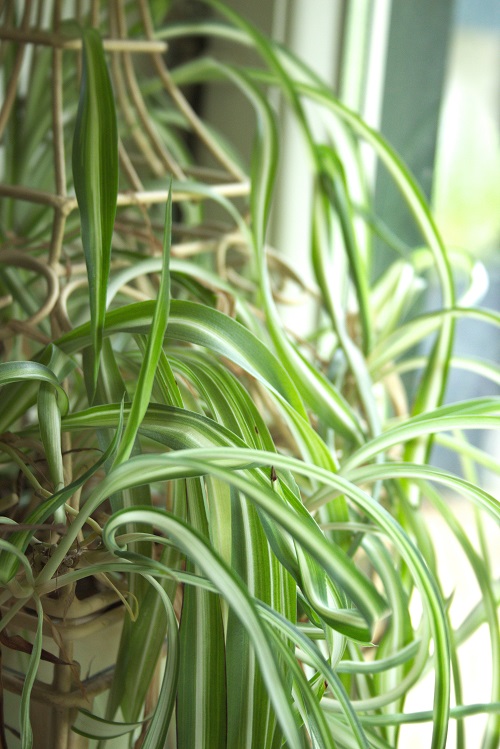 Spider plant houseplant in white cage structure (Chlorophytum comosum)