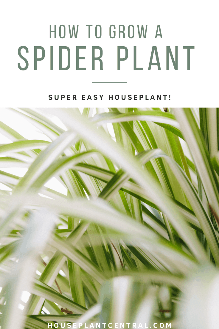 Bright green variegated spider plants (Chlorophytum comosum) | Full spider plant care guide