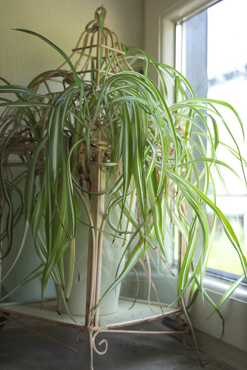 Spider plant (Chlorophytum comosum), a popular houseplant.