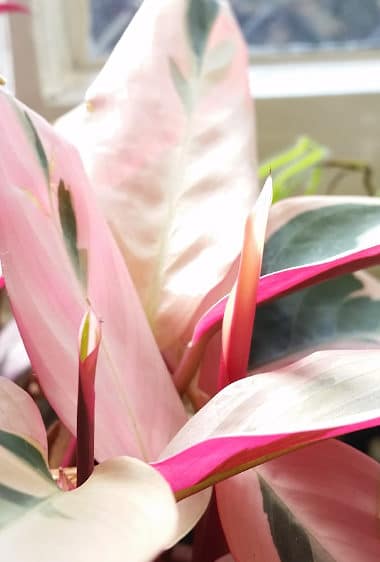 Light cream pink leaves of Stromanthe sanguinea with new foliage unfurling | Full Stromanthe sanguinea care guide