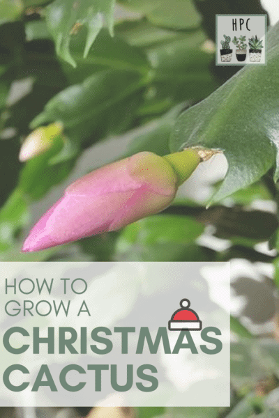 Pink Christmas cactus flower bud | How to grow a Christmas cactus