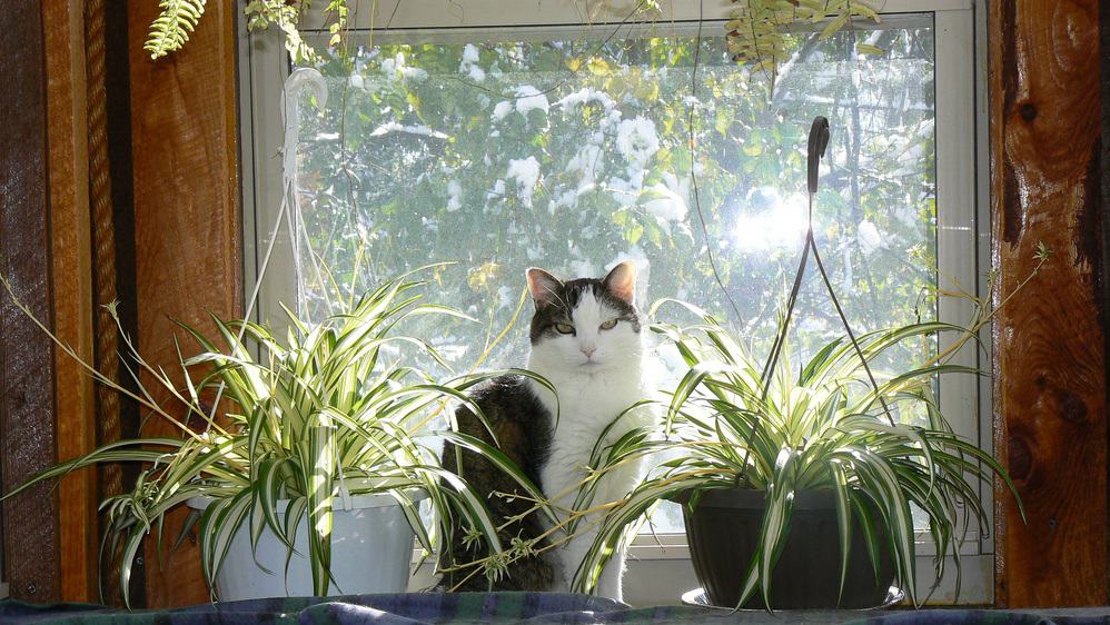 cat friendly houseplants
