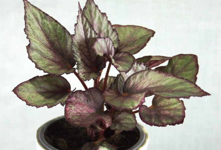 Hojas plateadas de Begonia rex, una planta de interior