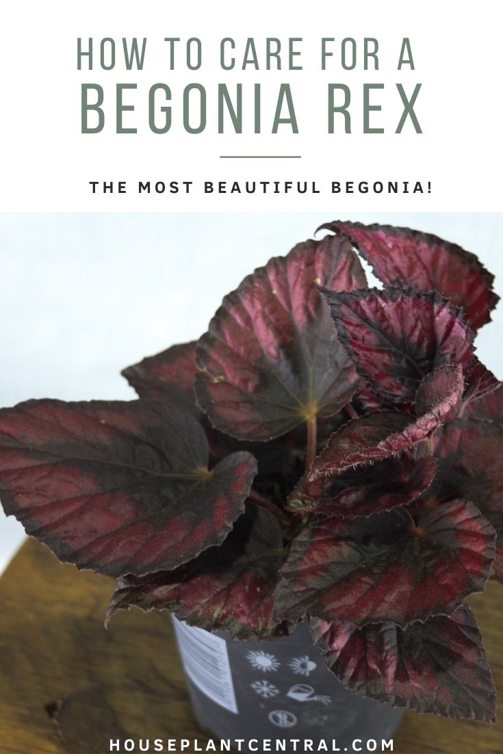 Red Begonia rex houseplant photographed from above | Full Begonia rex care guide
