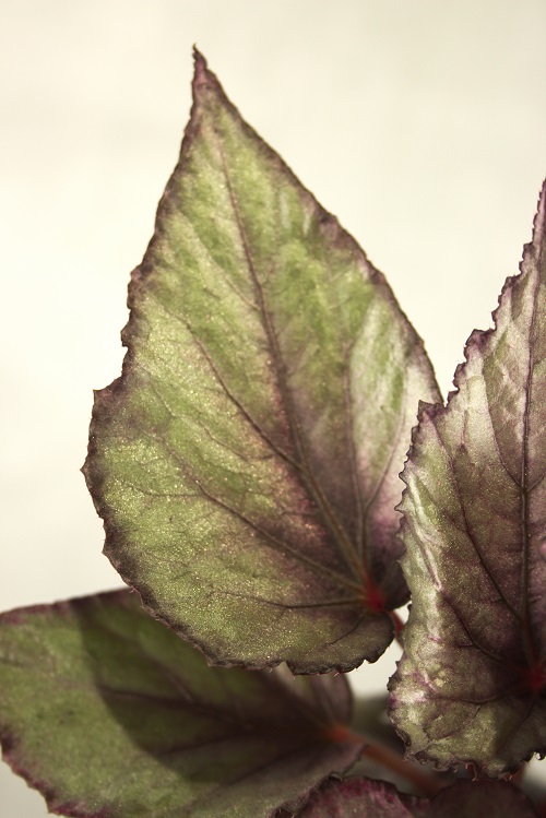 Hoja plateada de Begonia rex, una planta de interior