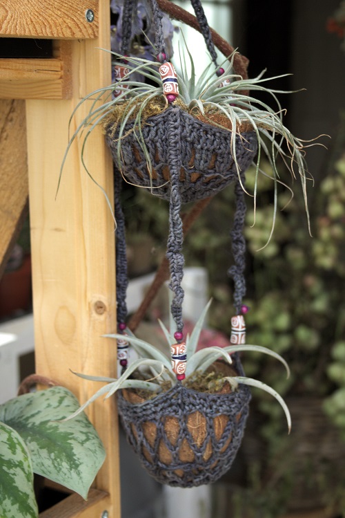 Tillandsia air plants shallow focus hanging in greenhouse in coconut planters.