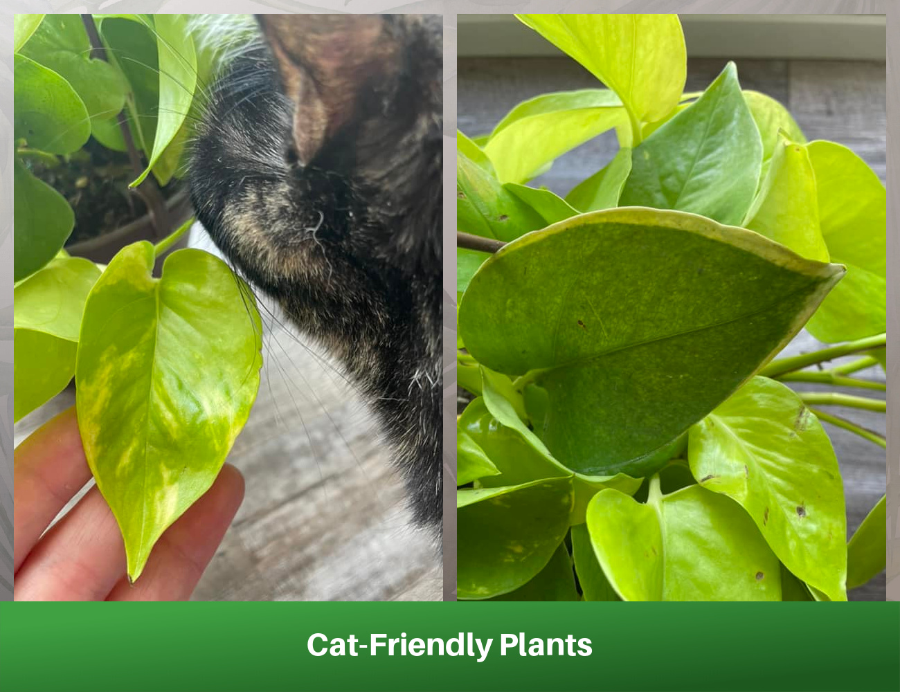 Cat-Friendly Plants