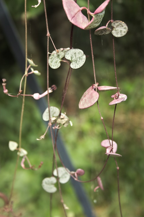 Ceropegia woodii houseplant (also known as chain of hearts). 