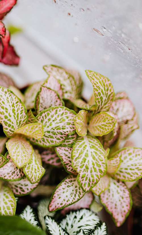Fittonia houseplant (also known as nerve plant).